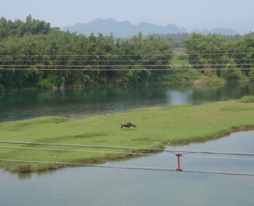 Happy Water Buffalo.
